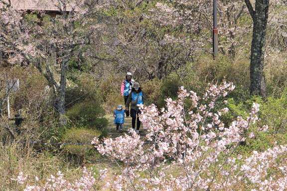 ACC小野夏井千本桜_3