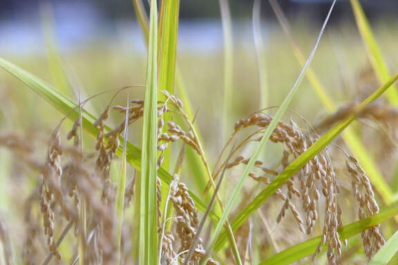 250927_福島トヨタンボ_2