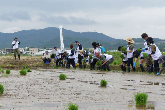 25トヨタンボ　田植え